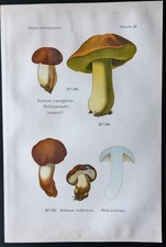 1891 - Planche couleur