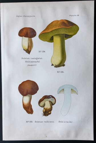 1891 planche couleur - planche,