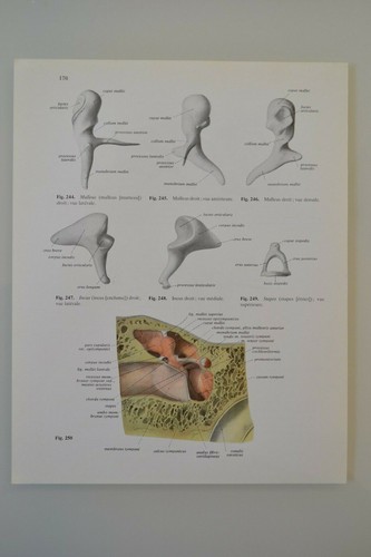 Planche anatomie humaine - planche, d'anatomie