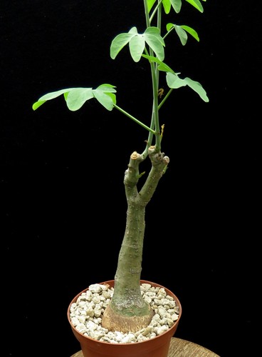 Adenia glauca euphorbia - euphorbia, caudex