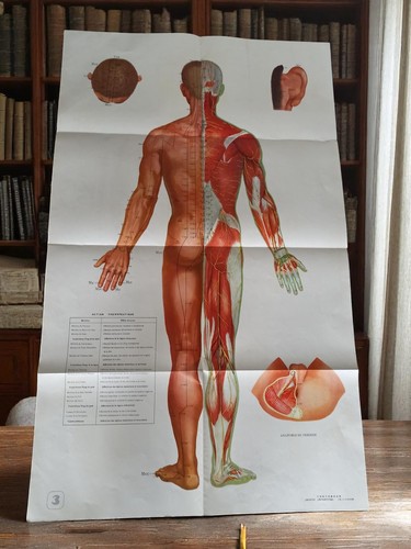 Affiche anatomie acupuncture