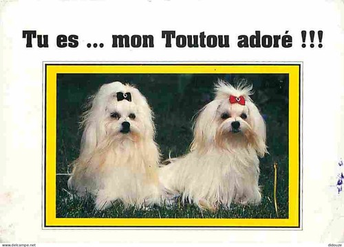 Carte postale animaux - carte,