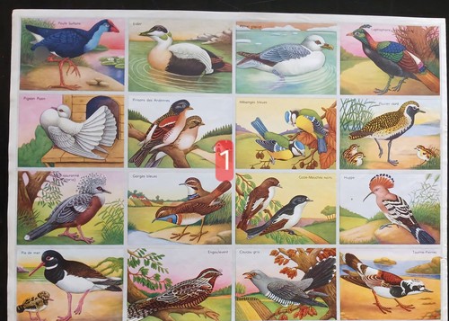 Ancienne planches scolaire