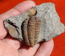 TRILOBITE ORDOVICIEN DU MASSIF ARMORICAIN , COLPOCORYPHE
