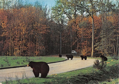 07-PEAUGRES-SAFARI