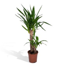 Yucca elephantipes - plante de
