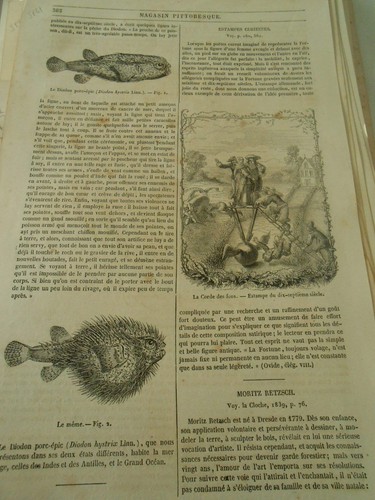 Poissons diodon 1851 - ,
