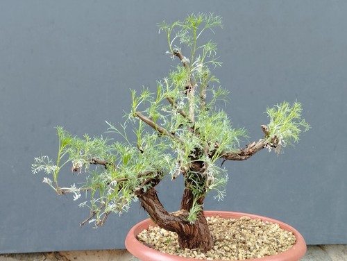 Bonsaï artemisia capillaris - bonsaï,