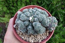 ASTROPHYTUM ASTERIAS MUSCLE