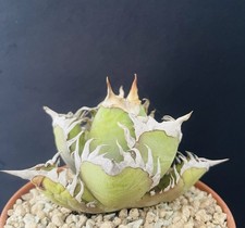 AGAVE TITANOTA "FERAL CAT"