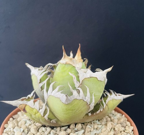 Agave titanota feral - "feral, cat"