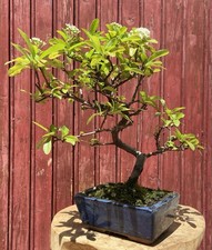 BONSAÏ PYRACANTHA COCCINEA/