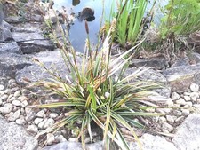 Lot de 2 Rhizomes racines de CAREX Graminée couvre sol de MON JARDIN !