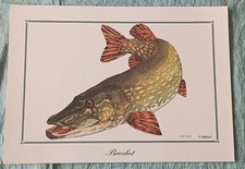 Lot de 22 gravures "poisson" signées C. Chambon numérotées