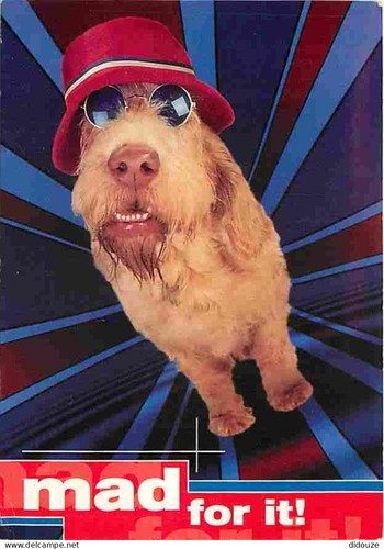 Carte postale animaux - carte,