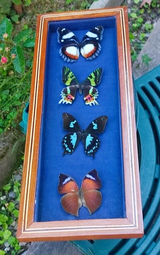 Ancien cadre avec papillons - ancien,