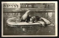 Photographie de phoques au zoo de Tel Aviv, années 1960, Israël