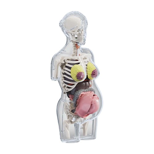 Modèle anatomie corps - d'anatomie, du