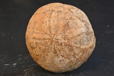 Oursin fossile Echinolampas Blaviensis Miocéne Gironde France 181g