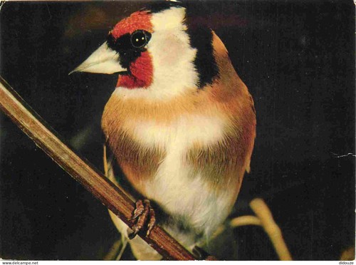 Carte postale animaux - animaux,