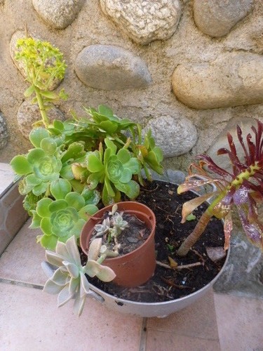 Lot plantes aéoniums dans - aéoniums,
