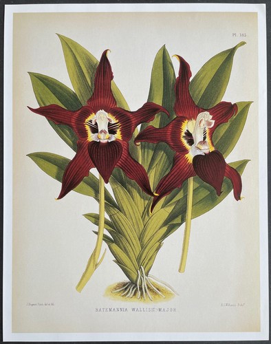 Botanique orchidées - botanique,
