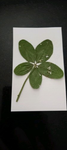 Trèfle feuilles - trèfle,