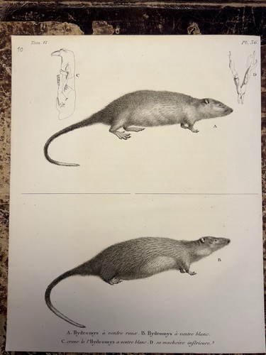 Hydromys souris eau zoologie - souris, d'eau
