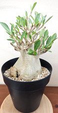 Adenium arabicum 'christmas