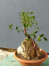 Bonsaï ficus 40x25 en pot