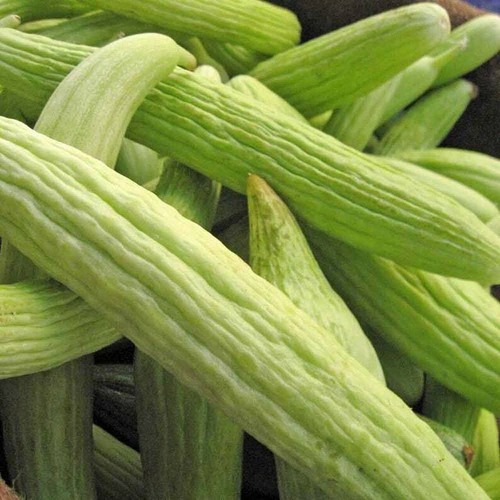 Graines concombre - graines,