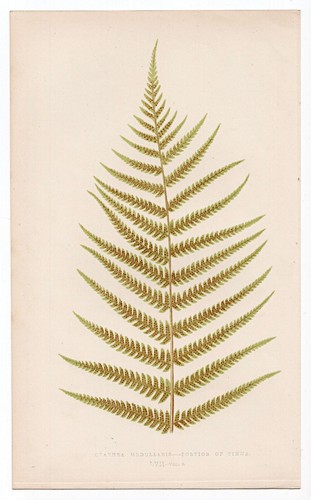 1860 edward lowe fern antique - 1860,