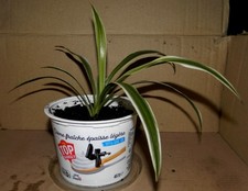 Jeune Chlorophytum N°4