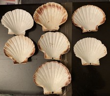 Lot de 7 véritables coquilles