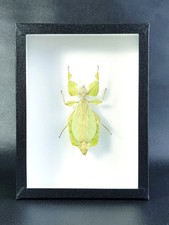 Véritable phasme feuille : Cryptophyllium celebicum (Entomologie, insecte)