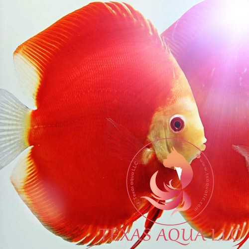 Fuji red discus top - red, discus-top