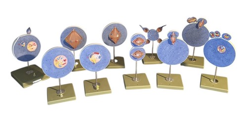 Somso meiosis model - meiosis, cell