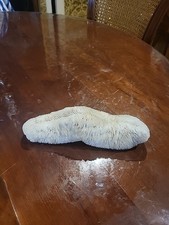 Ancien Corail Blanc Fungia Coussin De Requin L 21 CM CABINET DE CURIOSITÉ