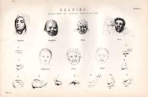 1880 imprimé dessin - 1880, imprimé~dessin~anatomie