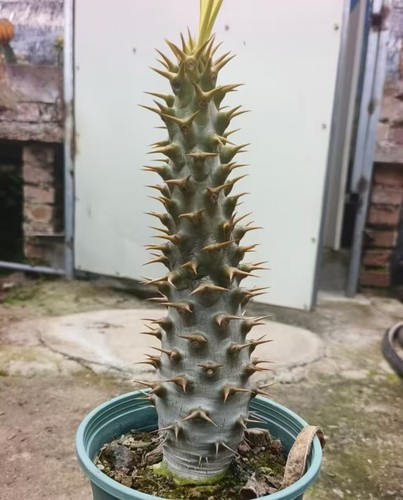 Sale rare pachypodium - sale,