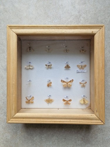 Coffret vitrine avec - , 11