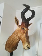 taxidermie de bubale roux