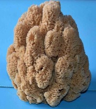 SPONGE  - EPONGES  DE