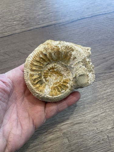 Ammonite fossile origine - fossile,