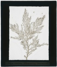 Echantillon algue marine, mer, nature, sous plaque de verre, 8,5x10 cm