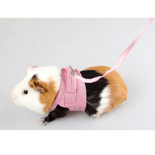Corde traction pour hamster - de,