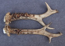 Paire de bois de chevreuil –