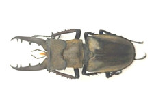 Insect - LUCANIDAE Lucanus
