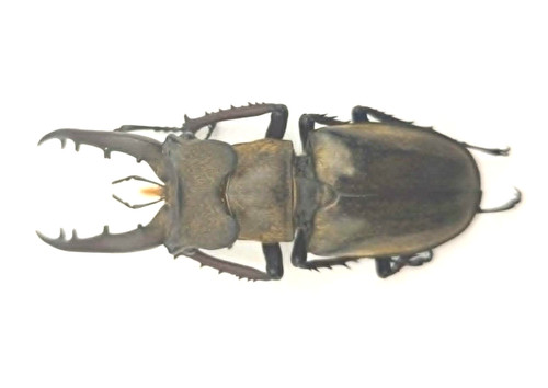 Lucanus fanjingshanus china - lucanus,