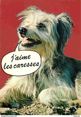 Carte postale animaux - animaux,